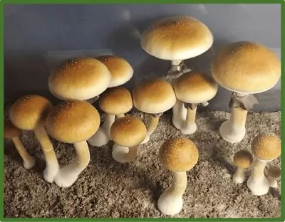 Micro Dose Caps Cubenesis Mushroom | Dried Subspecies  GT  | Variant By Choice • $49.99