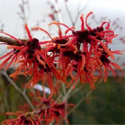 £24.99 • Buy HAMAMELIS Intermedia MAGIC FIRE Witch Hazel Scented Bush Shrub Tree Bees 2-3ft