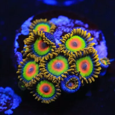 Rasta ZOA Coral Frag - NOT SPS LPS SOFT (3pcs+) • £18.95