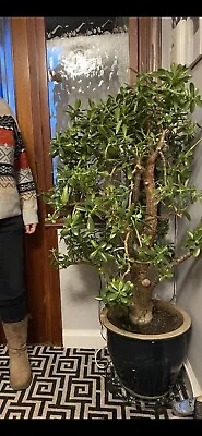 £2200 • Buy Enormous 30+Yr Old Jade Tree Money Plant, Crassula Ovata, Bonsai, Chinese Lucky.