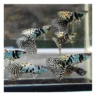 $25 • Buy 1 Pair Live Guppy Fish - Tiger King Cobra Ribbon - High Quality