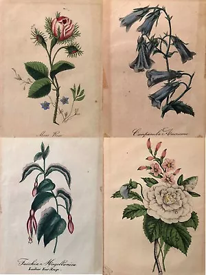 Set Of 4 Watercolors: Flowers • $100