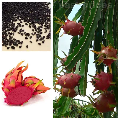Red Dwarf Pitaya Dragon Fruit Seeds Cactus Garden Plant Juicy And Delicious  • £2.29