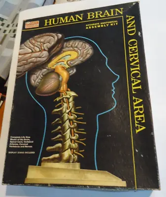 Vintage NOS Renwal Human Brain & Cervical Anatomy Model Assembly Kit Unbuilt • $60