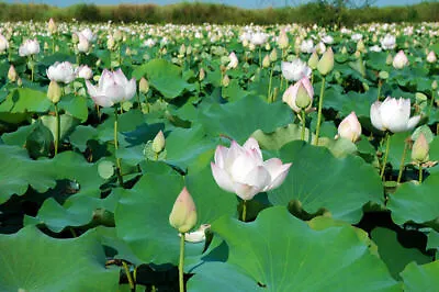 Sunlight Lotus/Water Lily Flower/Bonsai Lotus/Ponds / Bow/5 Fresh Seeds • £3.95