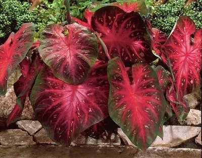 Caladium Red Flash (10 Bulbs) Thrives In Heat And Humidity • $19.99