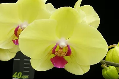 $34.50 • Buy RFO Phalaenopsis Golden
