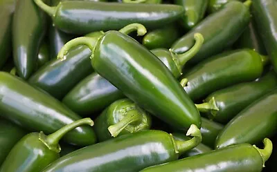 Vegetable - Hot Pepper - Chilli - Jalapeno - 60 Seeds - Economy • £1.79