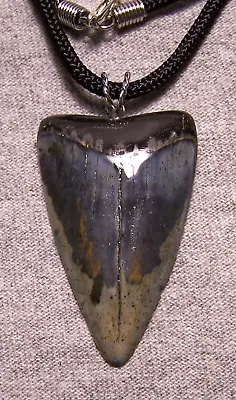 Mako Shark Tooth Sharks Teeth Necklace Fossil 2  Wireless Megalodon Diver Color~ • $35