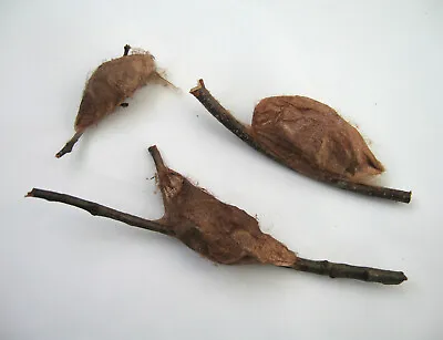 EMPTY Cecropia Moth Cocoons Giant Silkmoth Saturniidae Luna Polyphemus Promethea • $9.99