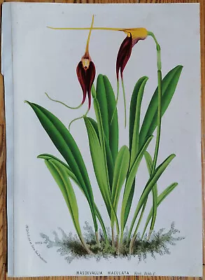 Van Houtte Original Print Botany Masdevallia Maculata - 1850 • $19.13