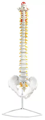 Human Spine Model Flexible - 31.5  Height - Includes Mount - Eisco Labs • $199.99