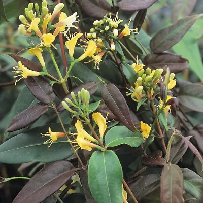 Lonicera Copper Beauty  Evergreen Flowering Climber • £3.99