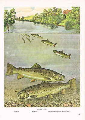 Brown Trout Fish Print Picture Vintage 1985 IBOV#109 • $4.34