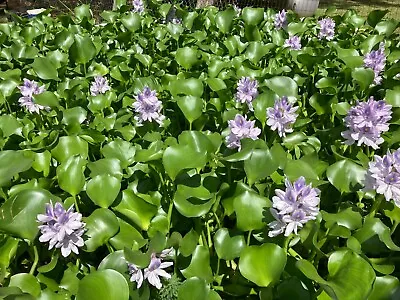 2 MEDIUM Water Hyacinth Plants For Ponds • $10