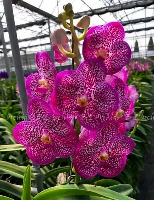 Vanda Uraiwan Belle  Pink Diamond  • $45