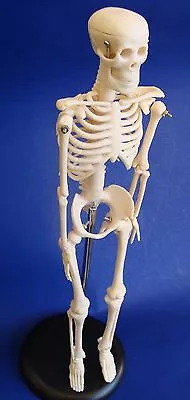 Model Anatomy Professional Medical Skeleton Miniature 42cm 17in IT-005 ARTMED • $34.95