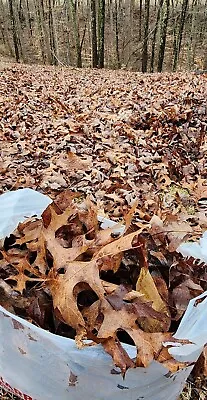 Dried Oak/Maple Leaf Litter 2 GAL. (6-7 Oz) Bags Eastern Kentucky Forest Floor • $8