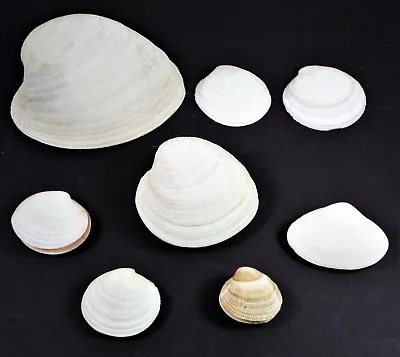 Clam Shells ? Quahog ?   47 Mm To 154 Mm - 5 Pairs & 3 Halves • $14.95