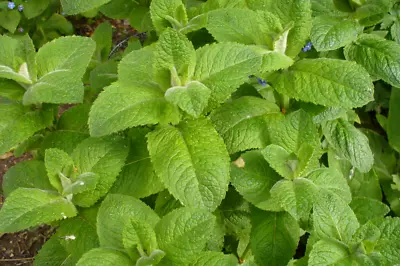 Premium Organic 100 X MINT Round Leaves/Egyptian Mentha Seeds – Quality UK Seed • £2.29