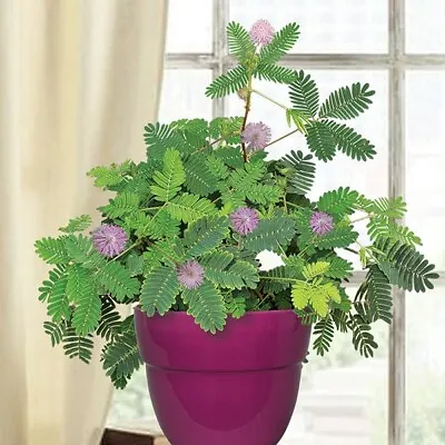 5 Mimosa PudicaSensitive PlantTouch Me Not Live Starter Plant Cutting/rooted • $15