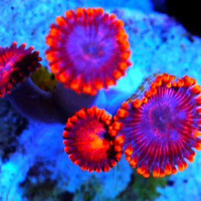 COE    Live Coral Frag ~ Super Twizzlers Zoanthid Coral ~ LPS ~ SPS • $5.99