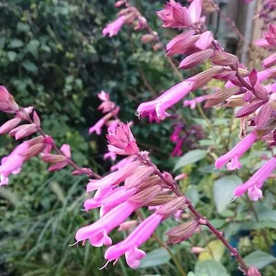 3x Salvia Pink Flowering Kisses And Wishes Plug Plants Ornamental Sage Perennial • £9.99