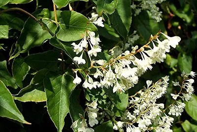 Fallopia Also Known As Russian Vine And 'Mile A Minute Climber. Est 50cm Plus • £17.99