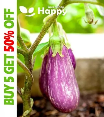 VEGETABLE SEEDS AUBERGINE - 350 Seeds - Rotonda Bianca Sfumata Di Rosa EGGPLANT • £1.99