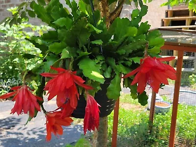 Epiphyllum Orchid Cactus Cutting • $5