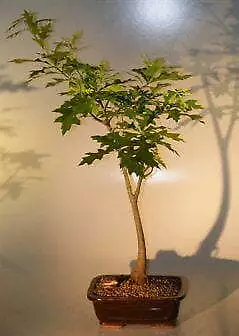 Pin Oak Bonsai Tree ('quercus Palustris') • $146.86