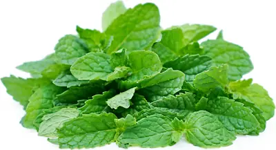 Organic MINT Herb SEEDS - SPEARMINT - Heirloom Non-GMO Seeds X100 • £3.99