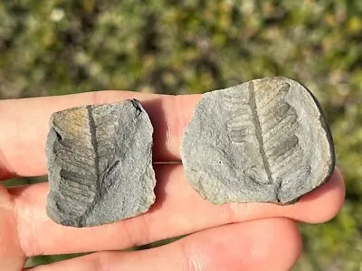 Mazon Creek Fossil Fern Pair Fossil Illinois Plant Leaves Pennsylvanian Age • $9.99