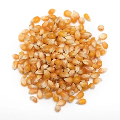 £4.39 • Buy POPCORN Seeds Popping Maize Kernels For Pan Method Or Machine Maker