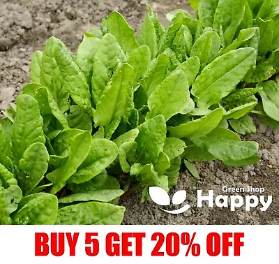 £1.19 • Buy SORREL FRENCH BLONDE DE LYON - 2500 SEEDS - Herb Large Leaves- Drought Tolerant