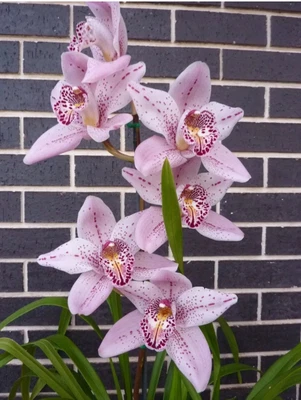 $40 • Buy Cymbidium Orchid - Forrest Place 'Queen's Jewel' - Flowering Size Plant