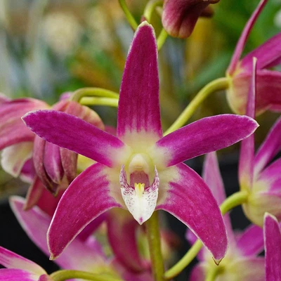 $12 • Buy Orchid -Dendrobium Special Surprise