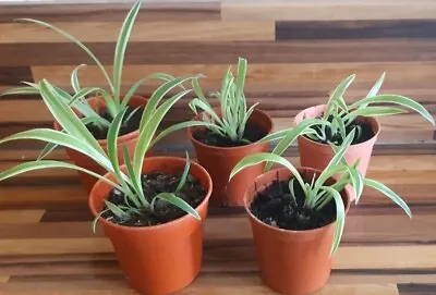 5 X Spider Plants / Job Lot / Batch / Very Health And Rooted Plants • £3.99