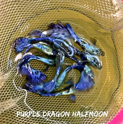 $30.70 • Buy 1 Pair - Purple Dragon Halfmoon VIP Live Aquarium Guppy Fish High Quality A+++