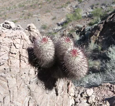 Mammillaria Tetrancistra *25 Seeds* Corky Seed Pincusion-CA Fishhook Cactus • $4.20