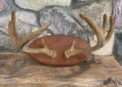 Vintage  9 Point Deer Antlers In Velvet On Plaque • $48