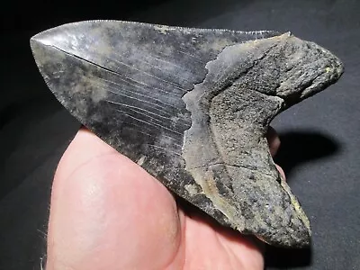 6-1/4+ Inch MEGALODON SHARK TOOTH Fossil Fish Teeth 17.2 Oz SC RIVER MONSTER • $895