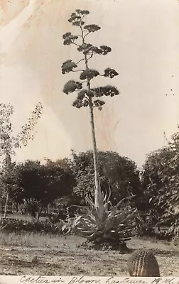 $34.95 • Buy Cactus In Bloom Las Cruces New Mexico NM C1910 Real Photo RPPC