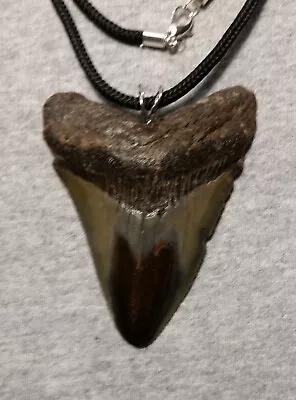 Megalodon Shark Tooth Necklace 2 7/8  Fossil Teeth Pendant Jaw Megalodon GEM • $55