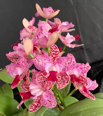 RON Cattleya Orchid Special Quality Div C. Monte Python (B824) • $100