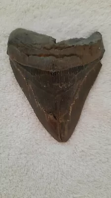 Megalodon Shark Tooth 5-1/2 Inch By 4-1/2 Inch Fair Condition Black • $45