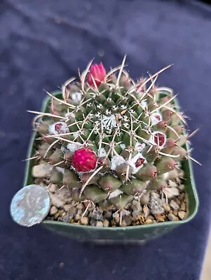 Mammillaria Magnimamma • $6