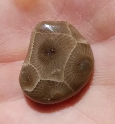 Ancient Hand Polished  PETOSKEY STONE- Total Weight .2 Oz. Hexagonaria Fabulous  • $17