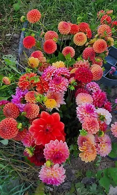 5 Mixed Cut Flower Garden Dahlia Tubers Bulbs • $19.99