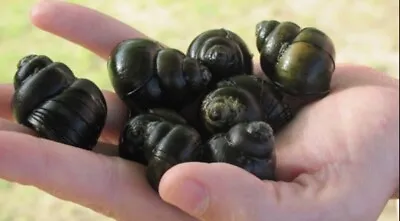 £11.95 • Buy Pond Snails 🐌🐌**high Grade** 🐌🐌 Adult  🐌🐌 Trapdoor Snails Eat Algae 🐌🐌